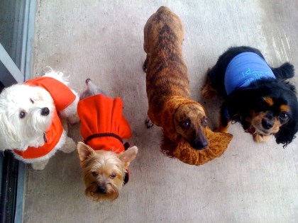 photodoggiehurricane